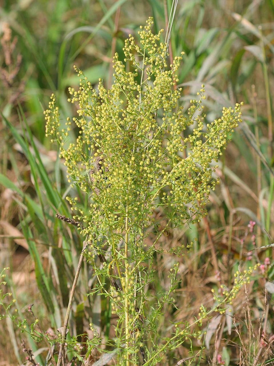 Sweet wormwood leaves on the living plant