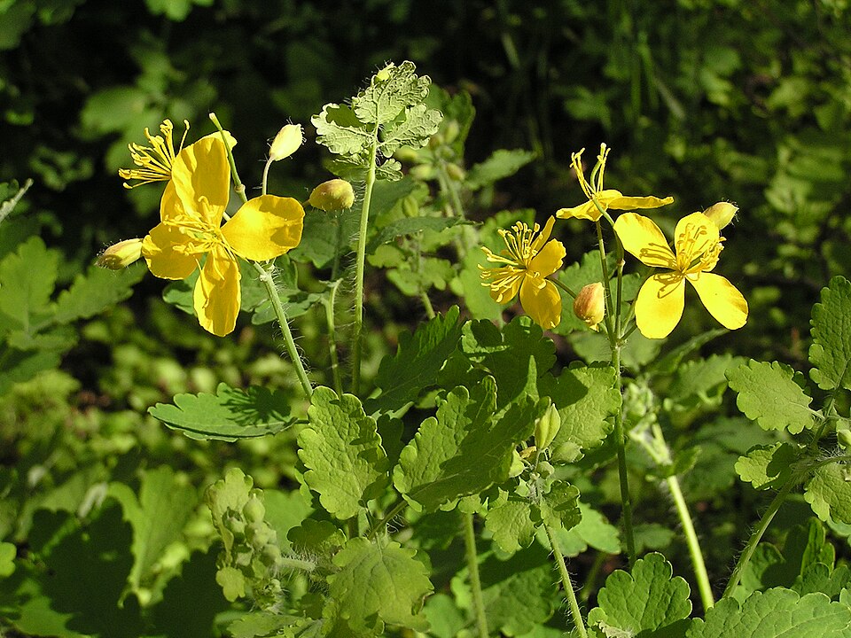 Greater celandine flowers and aerial parts
