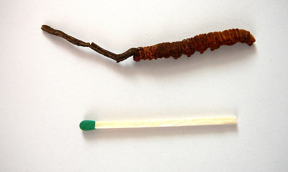 Whole caterpillar fungus