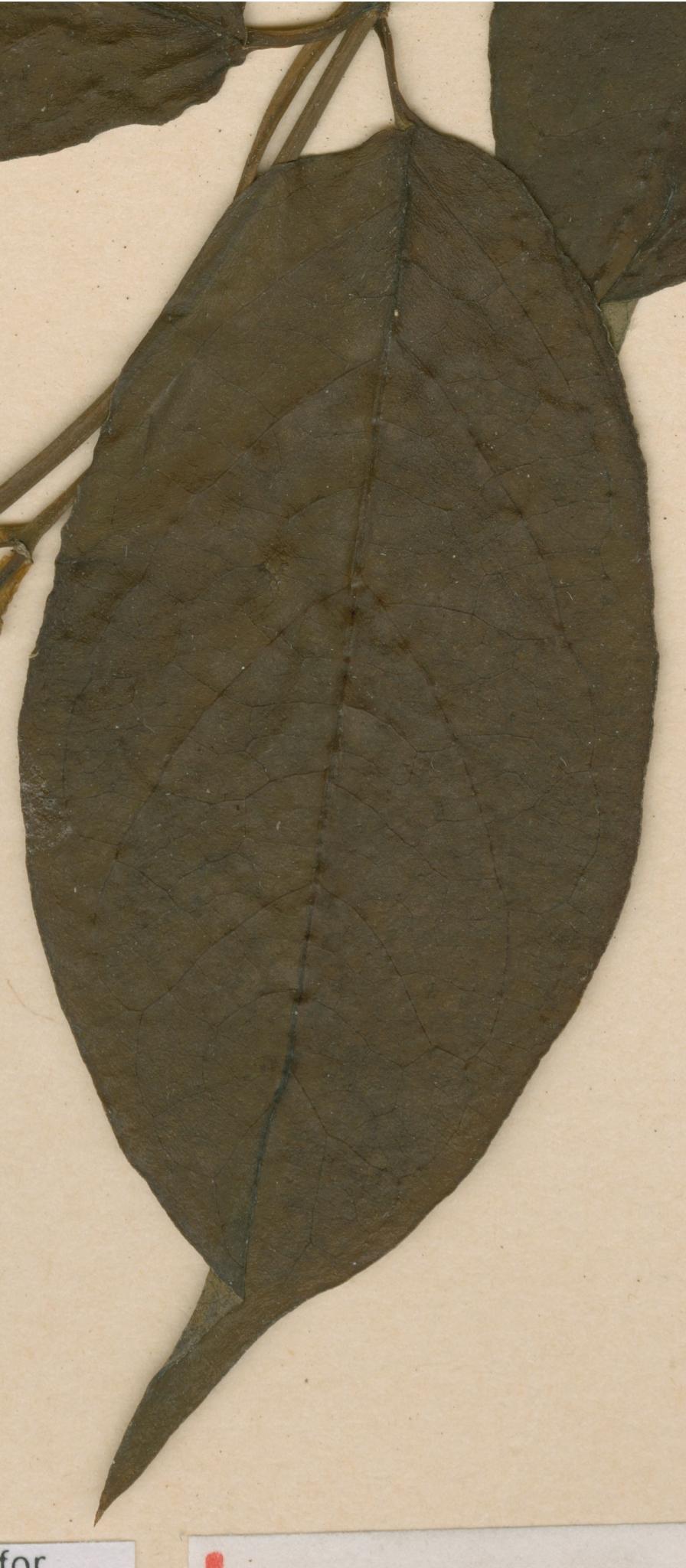 Cryptolepis botanical reference photo