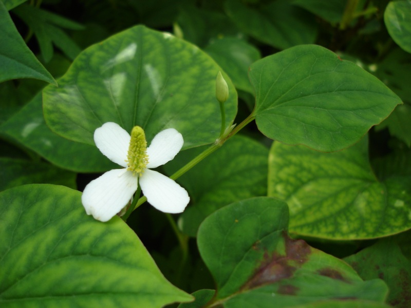 Houttuynia fresh leaves and flowers