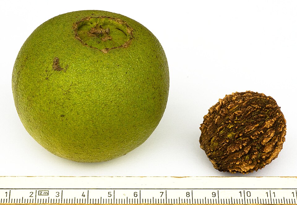 Black walnut fruit with its outer hull