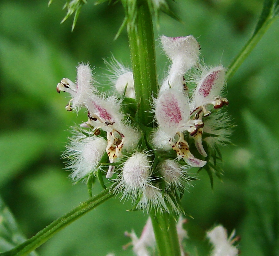 Motherwort flowering aerial parts