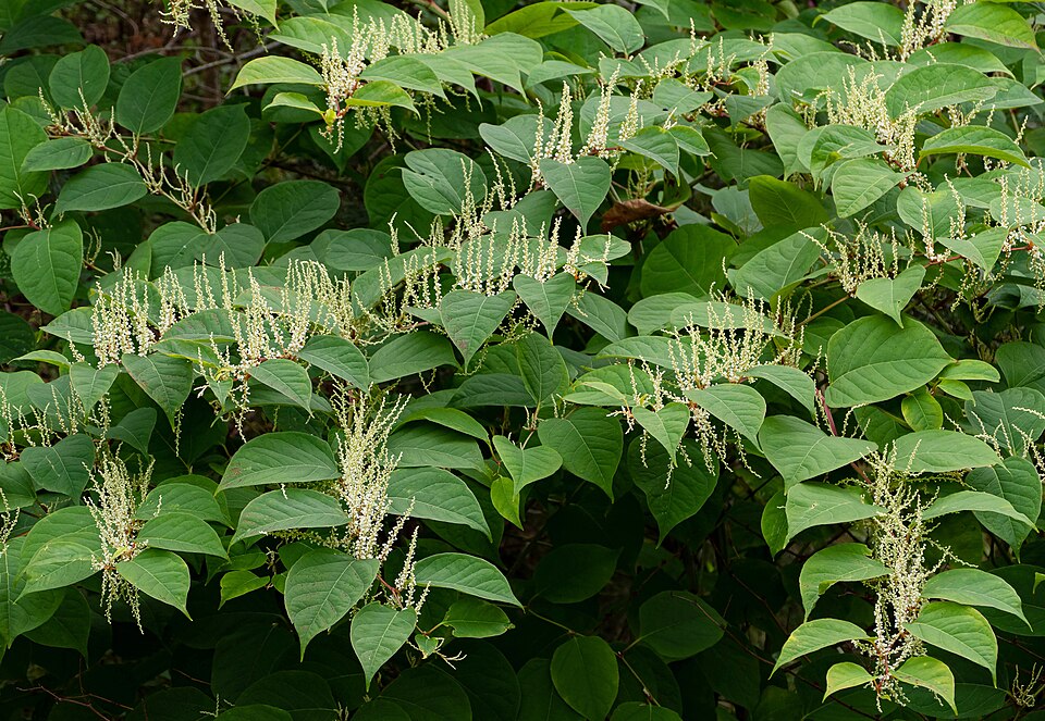 Japanese knotweed plant