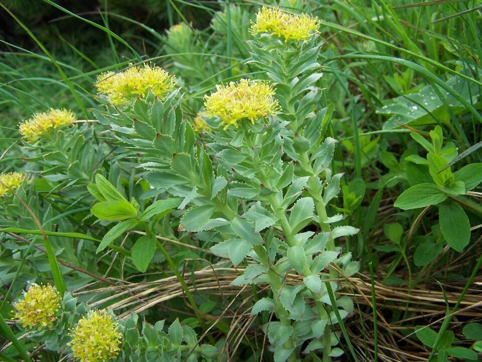 Rhodiola rosea plant