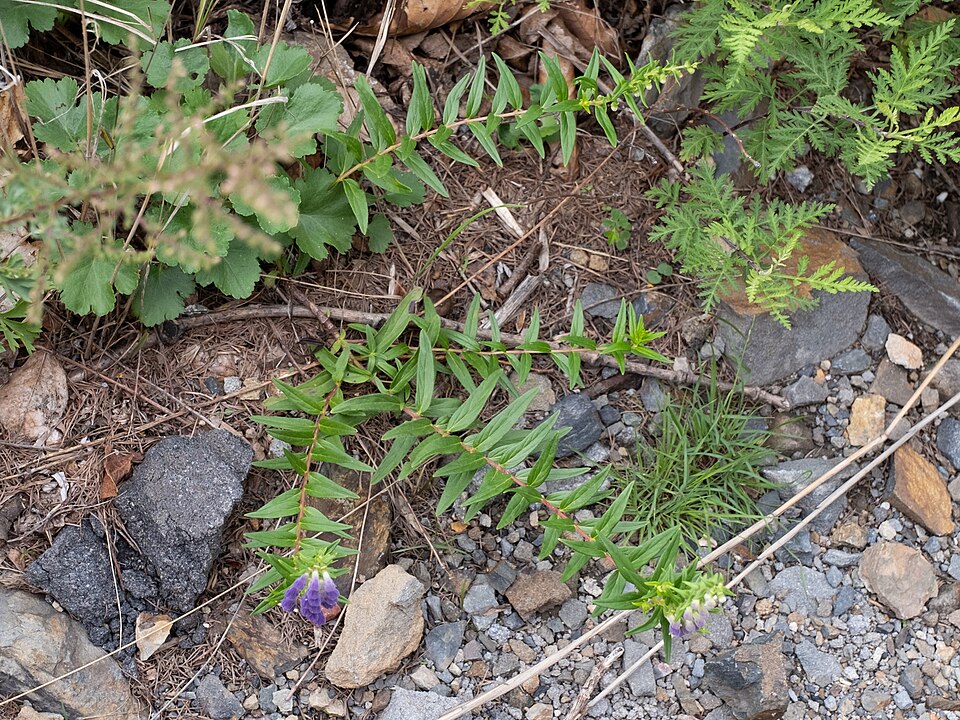 Chinese skullcap botanical reference photo