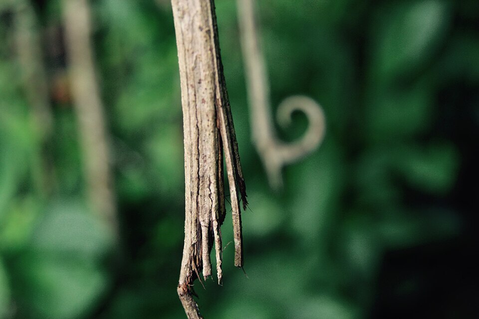 Cat's claw bark and curved spine on the stem