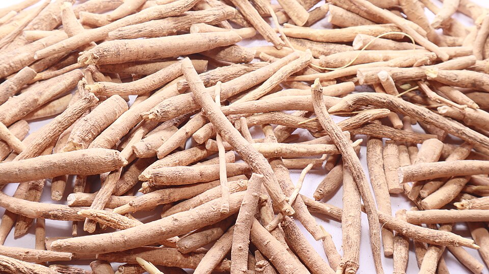 Ashwagandha botanical reference photo